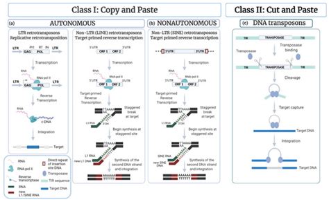 Cells | Free Full-Text | Transposable Elements: Major Players in Shaping Genomic and ...