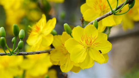 Yellow Apricot Blossom Stock Footage Video - Shutterstock