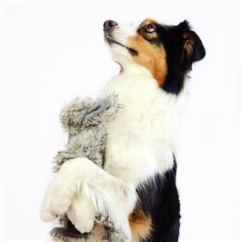 DOG TRAINING: HOW TO TEACH A DOG TO HUG - PAWSH MAGAZINE | A New Breed of Dog Magazine