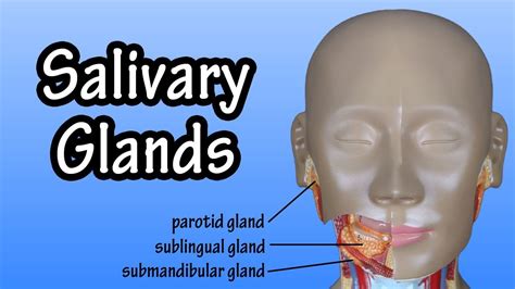 Anatomy Of Salivary Gland Diagram