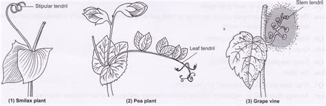 NCERT Class 10 Science Lab Manual Homology and Analogy of Plants and ...