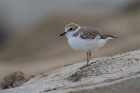 kentish plover_VincentNg2 – Birds of Singapore