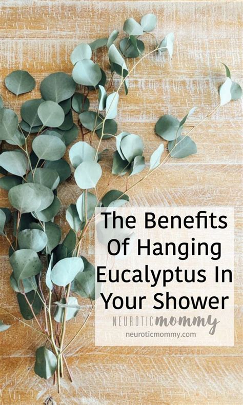 Formidable Benefits Of Eucalyptus Plant In Shower Monstera Basket Easy Care Outdoor Hanging Plants