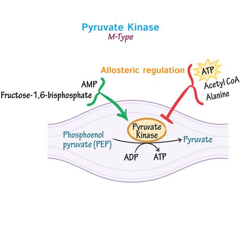 Biochemistry Glossary: Pyruvate Kinase | Draw It to Know It