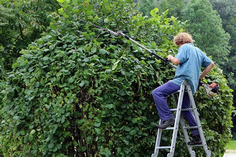 The Best Backyard Privacy Plants - Live in Your Backyard