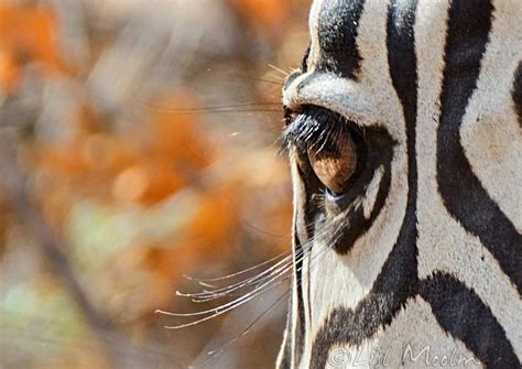 Zebra close-up by Lisl Moolman | Animals beautiful, Zebra, Wildlife photography