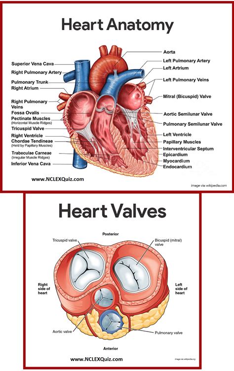 Human Heart Artery Diagram