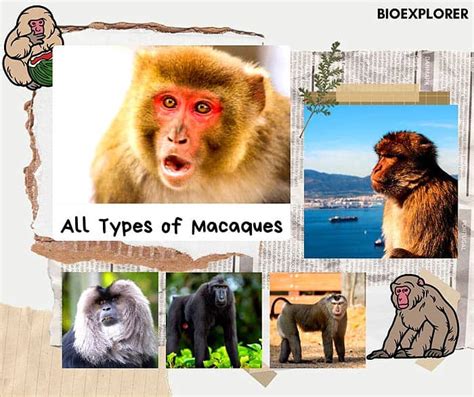 Macaques | Types of Macaques | Facts and Diets | BioExplorer