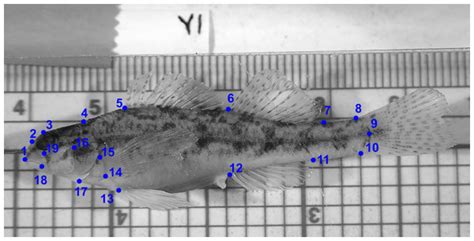 Description of a new species of cryptic snubnose darter (Percidae: Etheostomatinae) endemic to ...