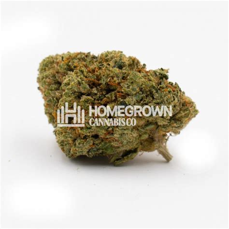 Gary Payton Feminized Cannabis Seeds - Strain info | Homegrown Diaries