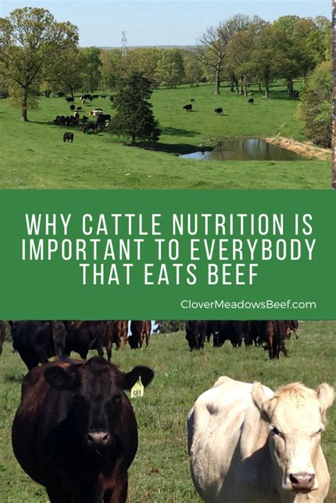 Why Cattle Nutrition is Important to Beef Eaters - Clover Meadows Beef