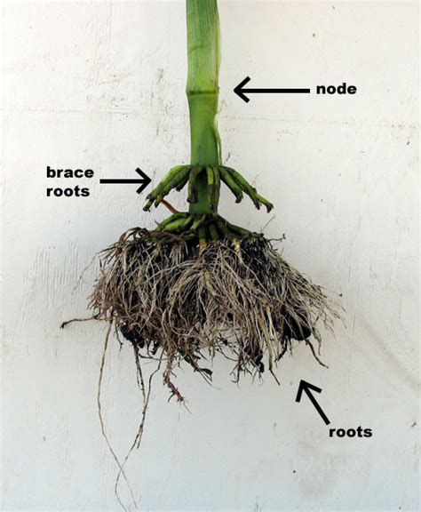 Anatomy and Reproduction of Corn | Corn Breeding: Lessons From the Past ...