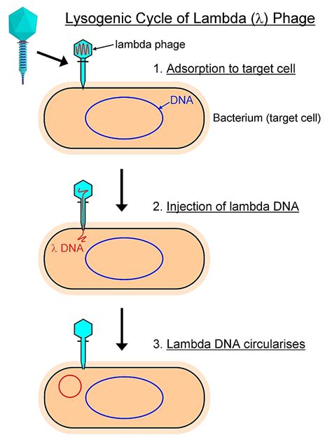 More Bacteriophages