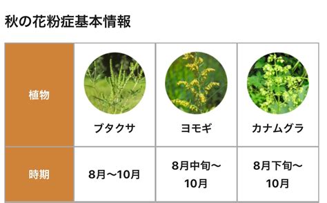 【解説】カナムグラによる秋の花粉症とは!?カナムグラはどこに生息している!? : ゆるふわ医書