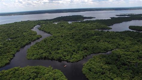 Floresta Amazônica: o que é, características e importância ...