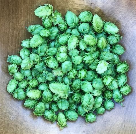 Home Brewers Flavor Beer with Locally Grown Hops Varieties - Utah Stories