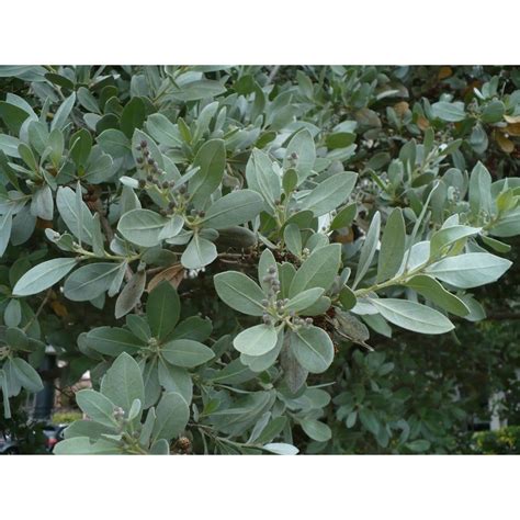 Silver Buttonwood Conocarpus erectus var. sericeus 50 Seeds GTL09 - Seeds