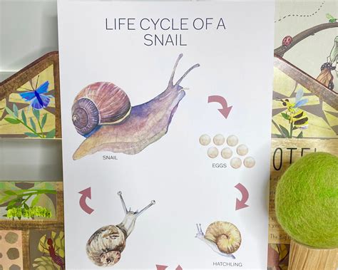 Snail Life Cycle | ubicaciondepersonas.cdmx.gob.mx