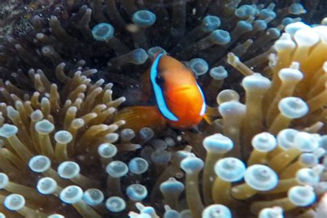 Clownfish in the Great Barrier Reef - Sailing Whitsundays