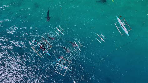 Snorkeling With Rare Whale Sharks On Cebu Island, Philippines, Aerial View 24681734 Stock Video ...