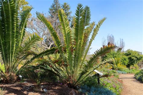 San Diego Botanic Garden - Explore Gardens Featuring Native and Rare ...