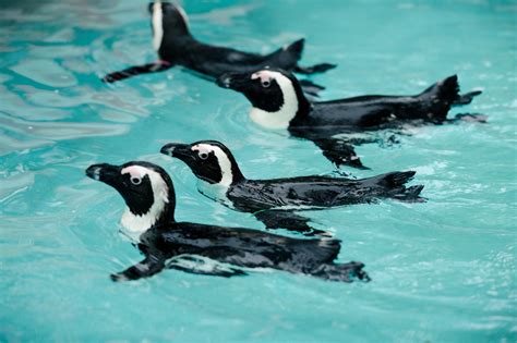 How do Penguins Swim? - Penguins Blog