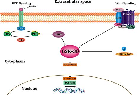 Glycogen synthase kinase-3β (GSK-3β) and its dysregulation in ...