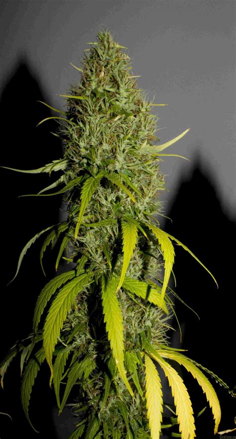 Strain-Gallery: Northern Lights #5 X Haze (Sensi Seeds) PIC ...