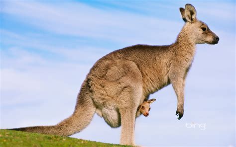 Kangaroo - Australia Wallpaper (32220289) - Fanpop - Page 9