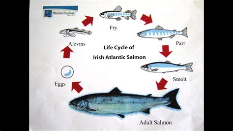 Fish Life Cycle Diagram