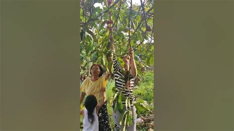 makopa fruit in Philippines - YouTube