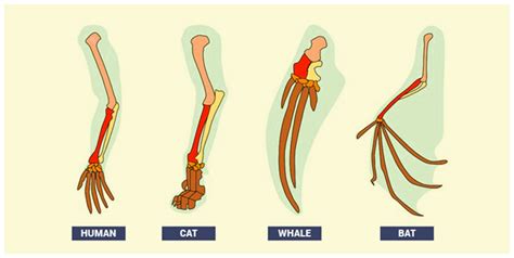 Comparative Anatomy - Analogous and Homologous Structures