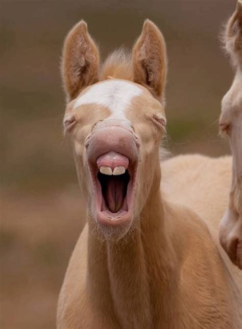 26 Photos of Beautiful Yawning Animals to Put You To Sleep