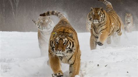 1920x1080 Siberian Tigers Laptop Full HD 1080P HD 4k Wallpapers, Images ...