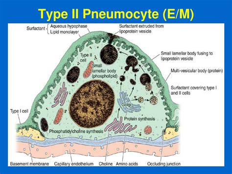 PPT - RESPIRATORY SYSTEM (II) PowerPoint Presentation, free download ...