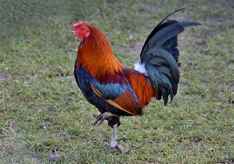 Rooster Symbolism: 18 Spiritual Meanings Of Rooster