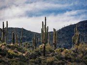 Sunrise On Saguaro Hill Photograph by Saija Lehtonen - Fine Art America