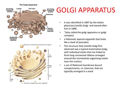 SOLUTION: The golgi apparatus - Studypool