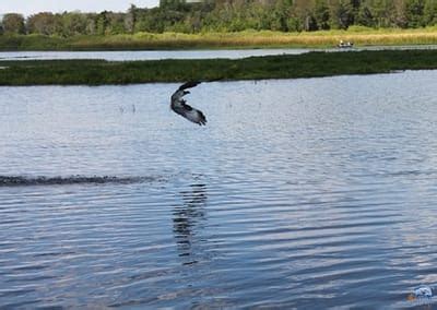 Lake Okeechobee Wildlife Pictures & Sightseeing