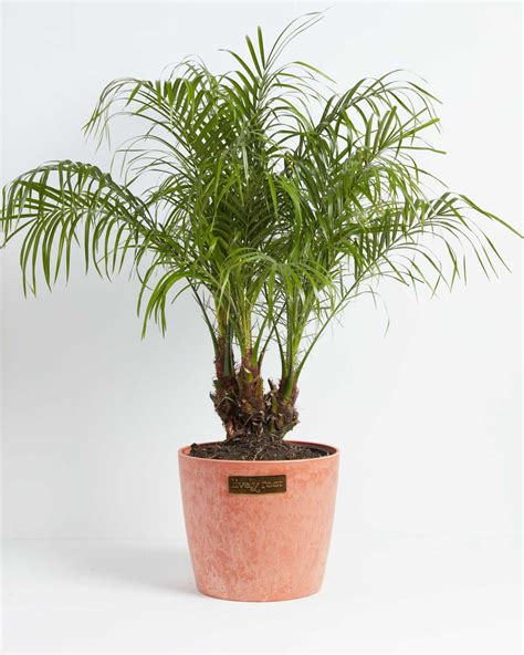 Pygmy Date Palm | Tropical Indoor Plants | Lively Root