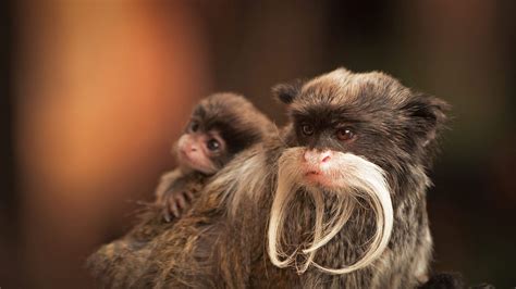 A bearded emperor tamarin monkey carrying a baby Primates, Mammals, Le Tamarin, Emperor Tamarin ...