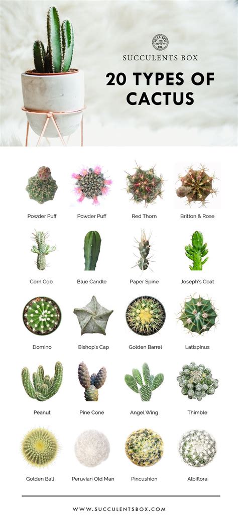 20 types of popular and rare cacti #cactus #cacti #succulents #succulentsbox #succulentid # ...