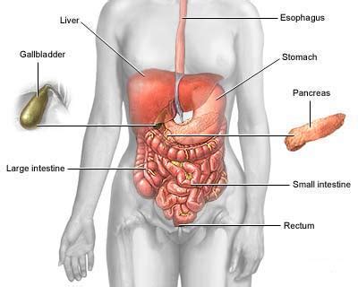 Irritable Bowel Syndrome - Physiopedia