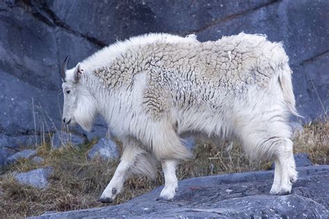 Wild Canada Calgary Zoo | LiveWire Calgary