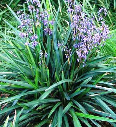 Dianella caerulea - Plants for Spaces