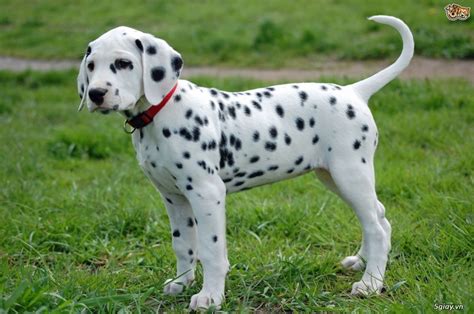 Chó Đốm Con Thuần Chủng HCM(Dalmatian) | 5giay