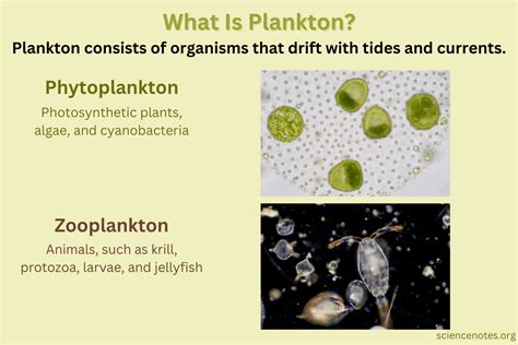 What Is Plankton? Definition and Examples