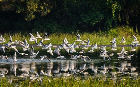 Group of flying birds stock photo. Image of elegant, feathers - 52222494