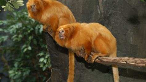 Golden Lion Tamarin - The Houston Zoo