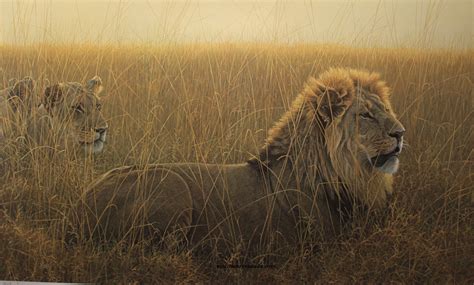 Art Country Canada - ROBERT BATEMAN Lions in The Grass Limited edition print and Giclee on Canvas